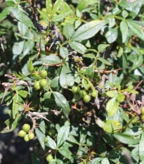 Sečuánský pepř - Zanthoxylum armatum - semena pepře - 5 ks