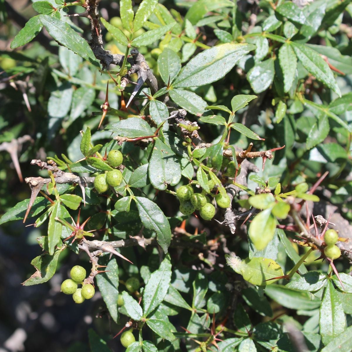 Sečuánský pepř - Zanthoxylum armatum - semena pepře - 5 ks