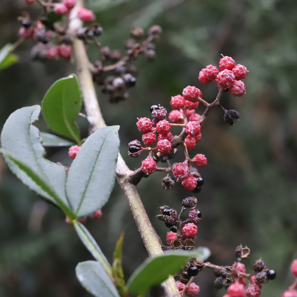 Sečuánský pepř - Zanthoxylum armatum - semena pepře - 5 ks