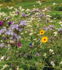 Buzzy - Květinová směs pro včely Tubinger XL - Pieterpik - 1 ks