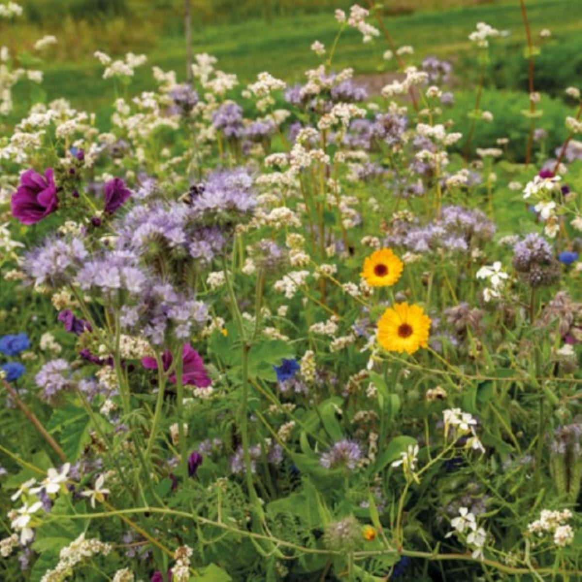 Buzzy - Květinová směs pro včely Tubinger XL - Pieterpik - 1 ks