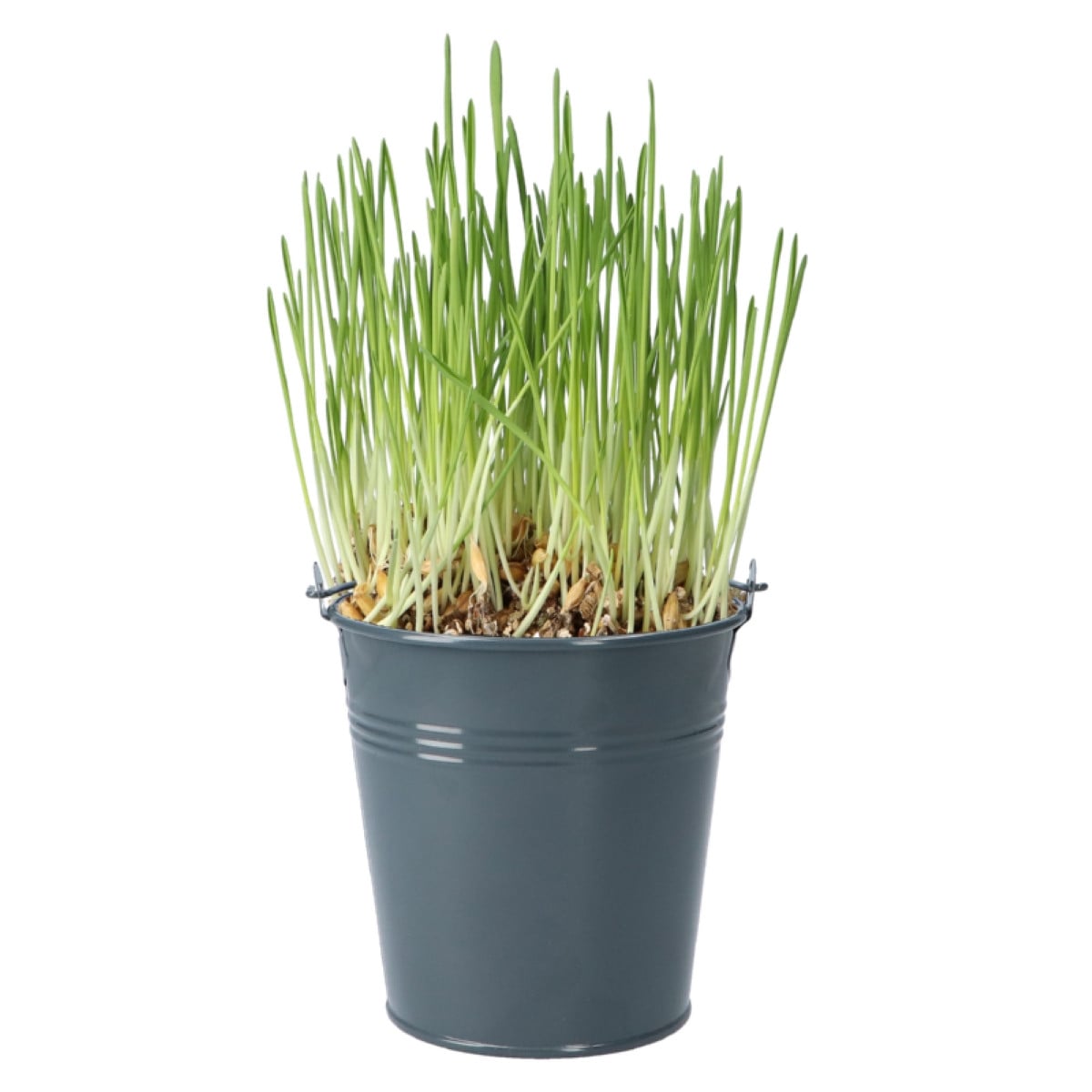 Buzzy - Sada pro pěstování kočičí trávy - Pieterpik - 1 ks