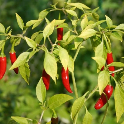 Paprika kořeninová Vulkan - Capsicum annuum - semena - 10 ks