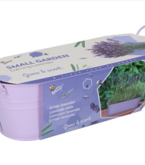 Buzzy - Minizahrádka Uklidňující levandule - Pieterpik - 1 ks