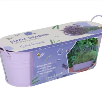 Buzzy - Minizahrádka Uklidňující levandule - Pieterpik - 1 ks