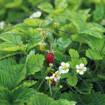 Buzzy - Ochranná síť proti ptákům - ochrana rostlin - Pieterpik - 2 x 5 m - 1 ks