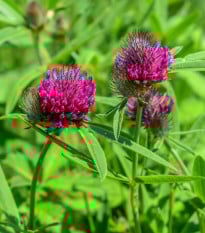 Jetel alpínský - Trifolium alpestre - semena jetele - 100 ks