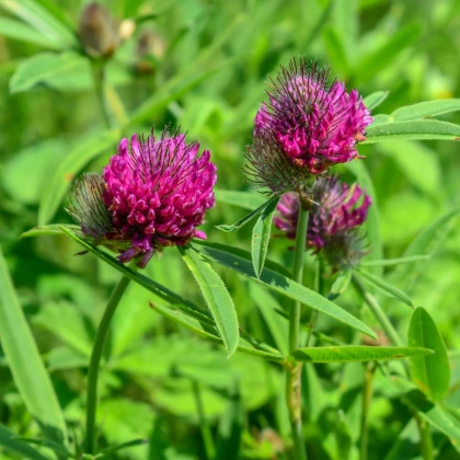 Jetel alpínský - Trifolium alpestre - semena jetele - 100 ks