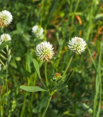 Jetel horský - Trifolium montanum - semena jetele - 100 ks