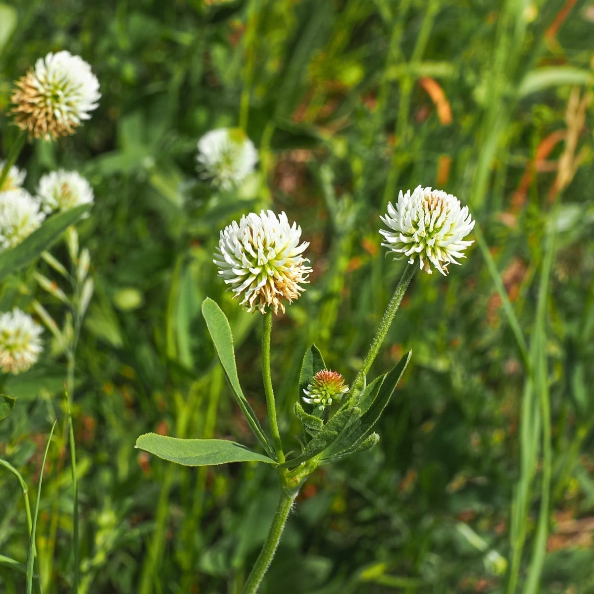 Jetel horský - Trifolium montanum - semena jetele - 100 ks