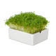 Startovací sada BIO microgreen - Heimgart - sada včetně 2 plátů