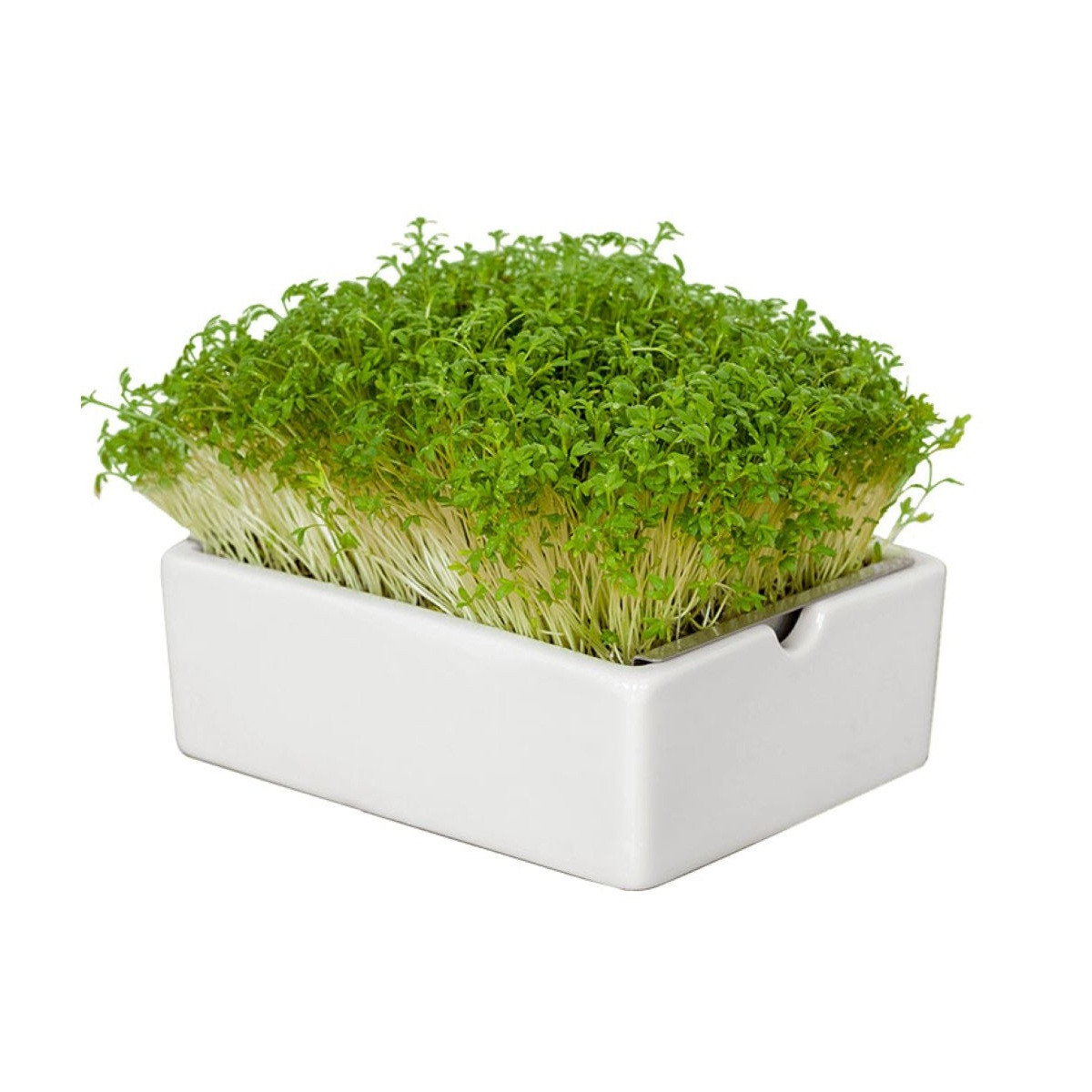 Startovací sada BIO microgreen - Heimgart - sada včetně 2 plátů