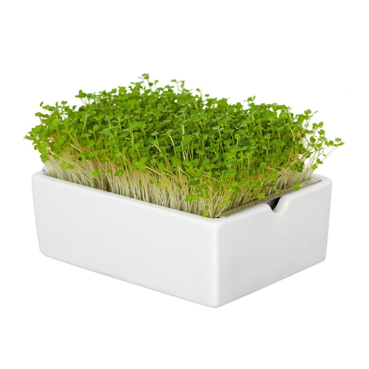 BIO microgreen Rukola - Heimgart - náhradní pláty - 1 ks