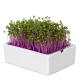 BIO microgreen Červené zelí - Heimgart - náhradní pláty - 1 ks