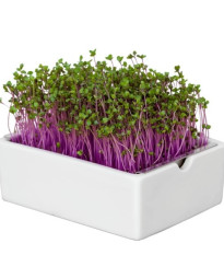 BIO microgreen Červené zelí - Heimgart - náhradní pláty - 1 ks
