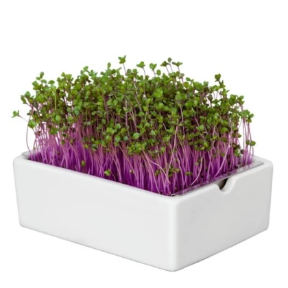 BIO microgreen Červené zelí - Heimgart - náhradní pláty - 1 ks