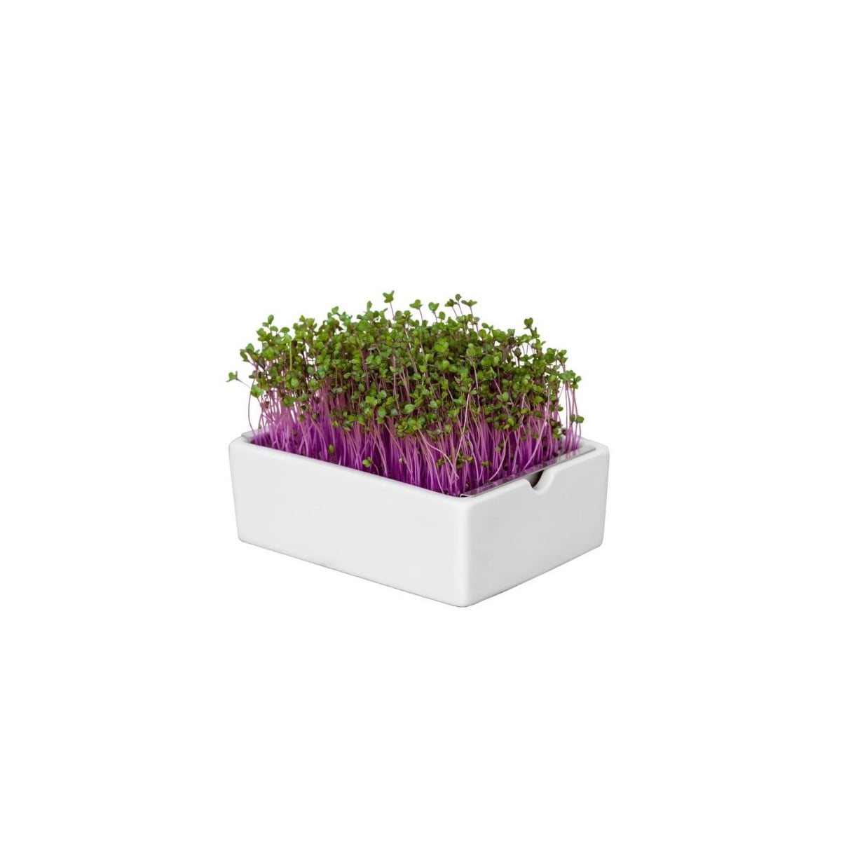 BIO microgreen Červené zelí - Heimgart - náhradní pláty - 1 ks