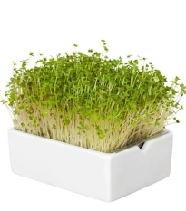 BIO microgreen Hořčice - Heimgart - náhradní pláty - 1 ks