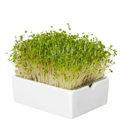 BIO microgreen Hořčice - Heimgart - náhradní pláty - 1 ks
