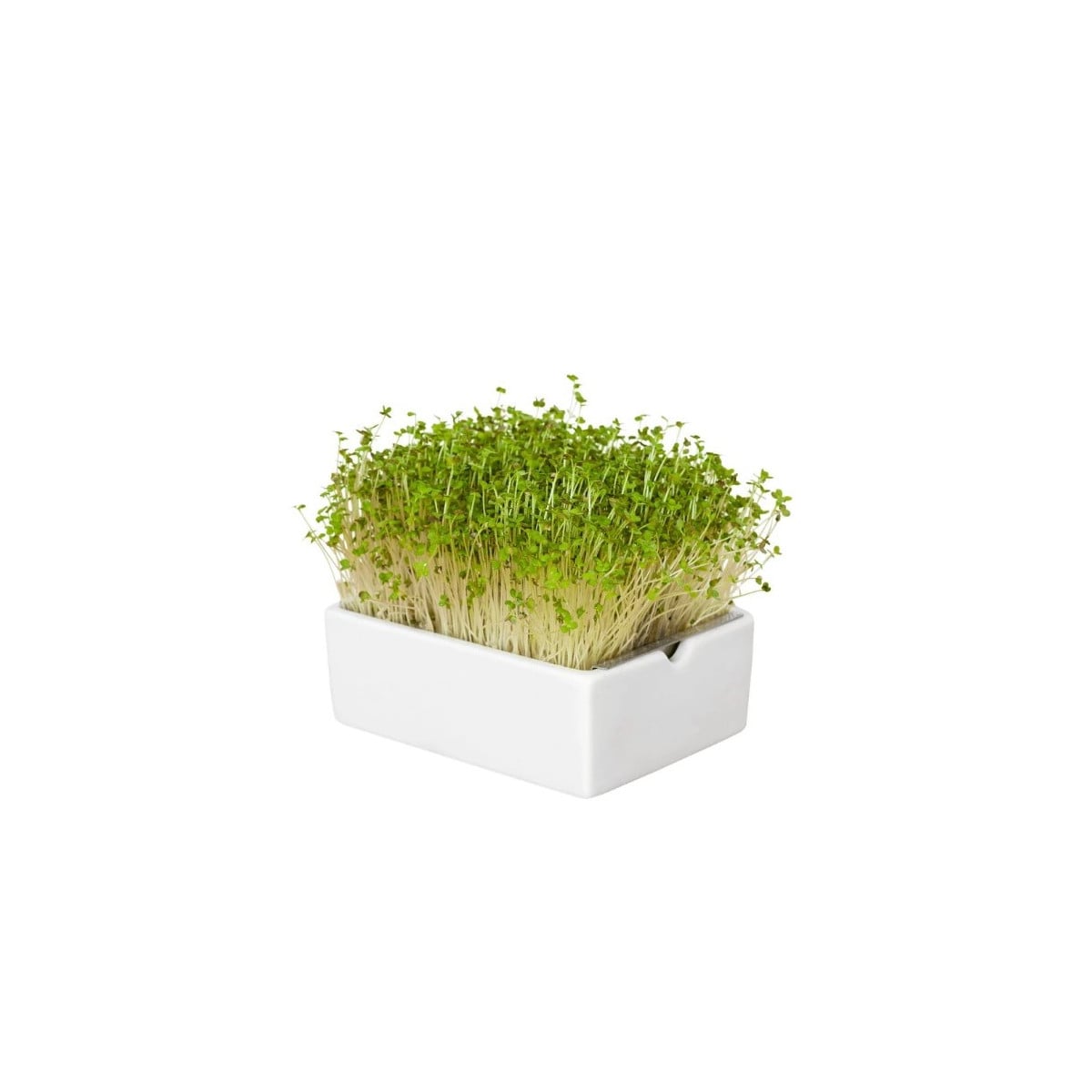 BIO microgreen Hořčice - Heimgart - náhradní pláty - 1 ks