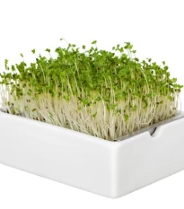 BIO microgreen Brokolice - Heimgart - náhradní pláty - 1 ks