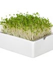 BIO microgreen Brokolice - Heimgart - náhradní pláty - 1 ks