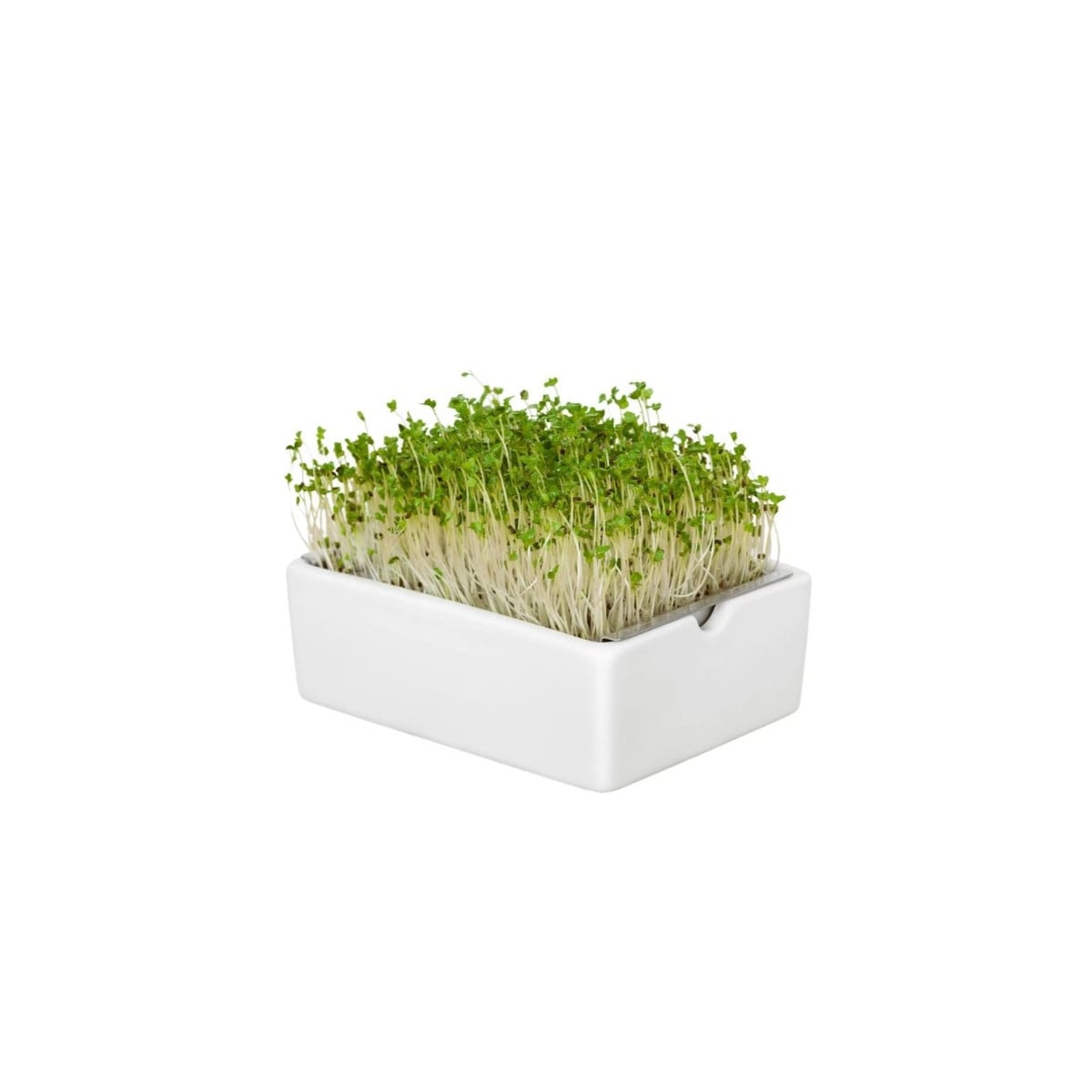 BIO microgreen Brokolice - Heimgart - náhradní pláty - 1 ks
