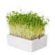 BIO microgreen Ředkvička - Heimgart - náhradní pláty - 1 ks