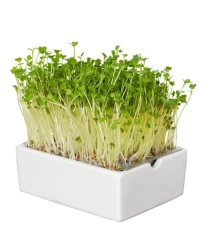 BIO microgreen Ředkvička - Heimgart - náhradní pláty - 1 ks