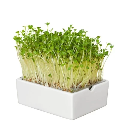 BIO microgreen Ředkvička - Heimgart - náhradní pláty - 1 ks