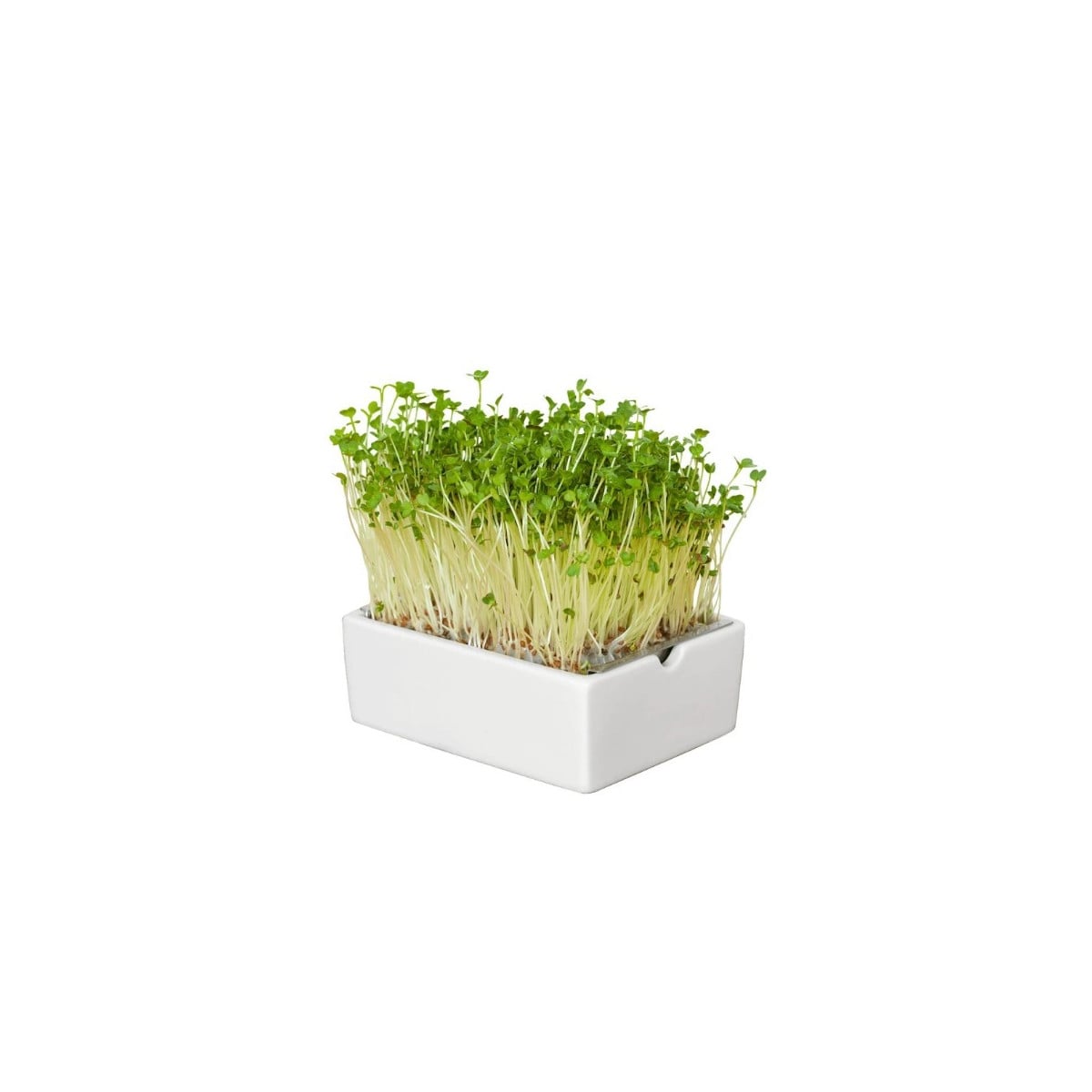 BIO microgreen Ředkvička - Heimgart - náhradní pláty - 1 ks