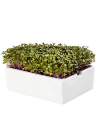 BIO microgreen Kedluben - Heimgart - náhradní pláty - 1 ks