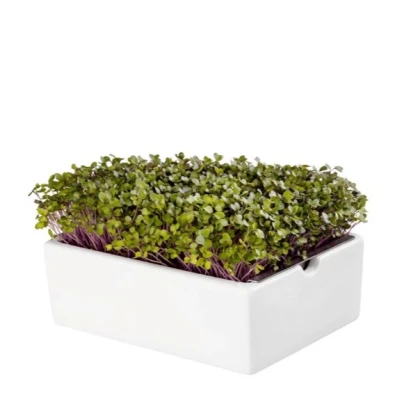 BIO microgreen Kedluben - Heimgart - náhradní pláty - 1 ks