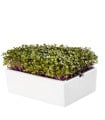 BIO microgreen Kedluben - Heimgart - náhradní pláty - 1 ks