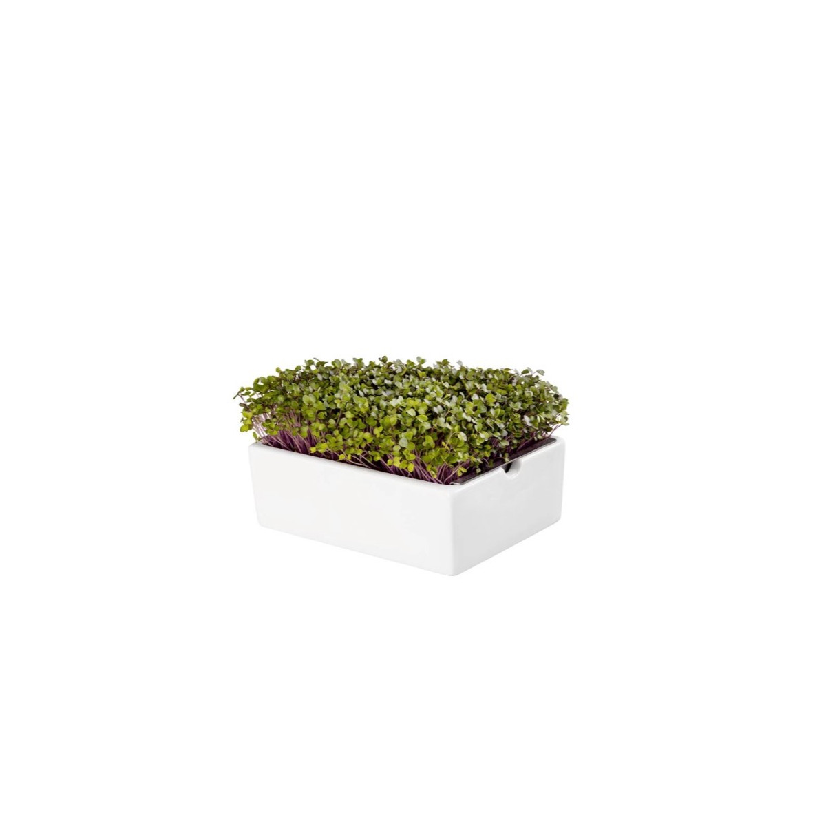 BIO microgreen Kedluben - Heimgart - náhradní pláty - 1 ks