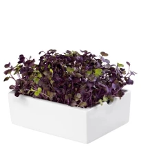BIO microgreen Ředkvička Rambo - Heimgart - náhradní pláty - 1 ks