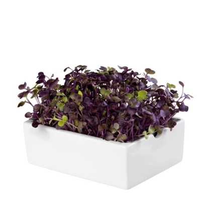 BIO microgreen Ředkvička Rambo - Heimgart - náhradní pláty - 1 ks