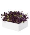 BIO microgreen Ředkvička Rambo - Heimgart - náhradní pláty - 1 ks