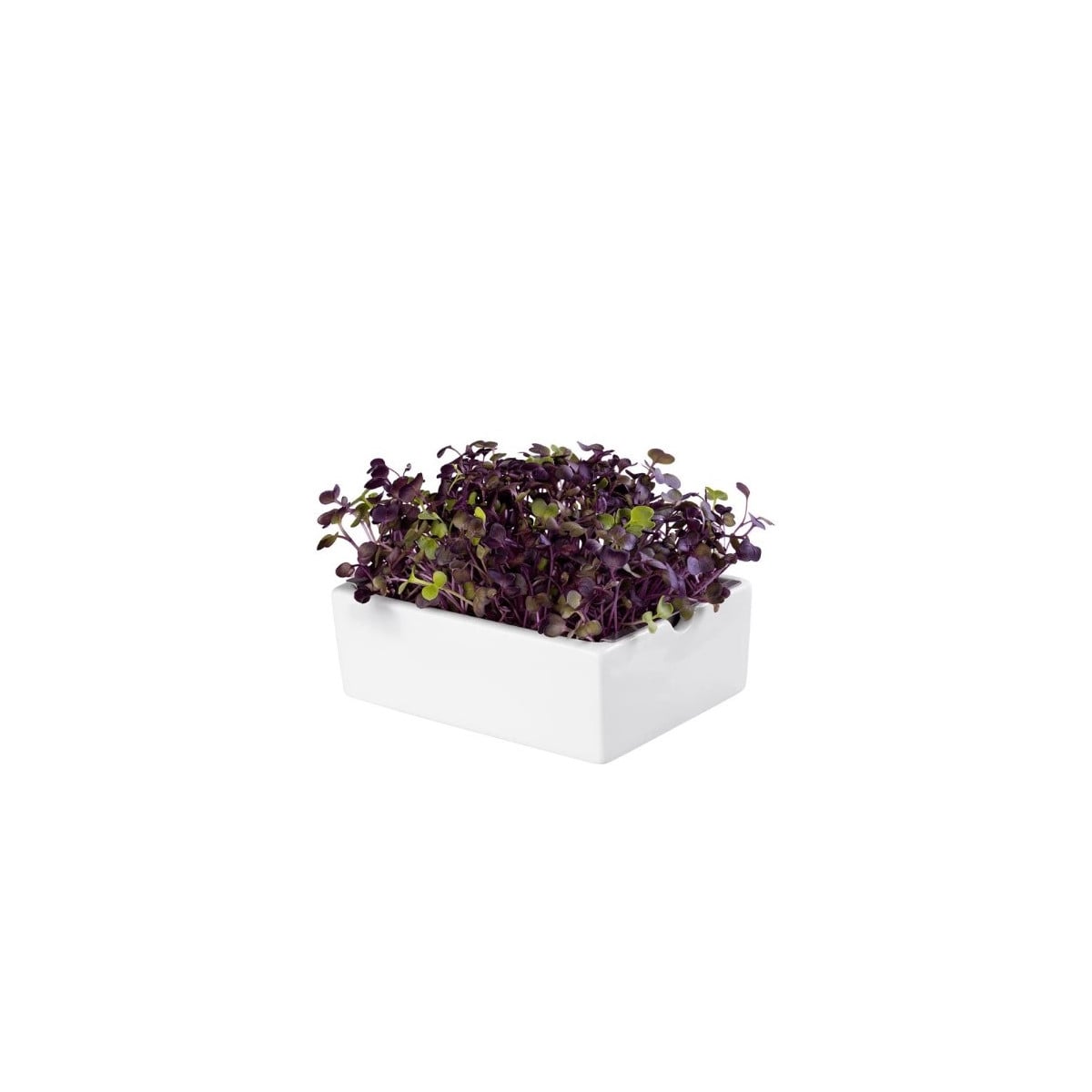 BIO microgreen Ředkvička Rambo - Heimgart - náhradní pláty - 1 ks