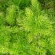 Sprengerův chřest - Asparagus densiflorus Sprengeri - semena chřestu - 12 ks