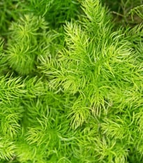 Sprengerův chřest - Asparagus densiflorus Sprengeri - semena chřestu - 12 ks