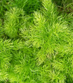 Sprengerův chřest - Asparagus densiflorus Sprengeri - semena chřestu - 12 ks