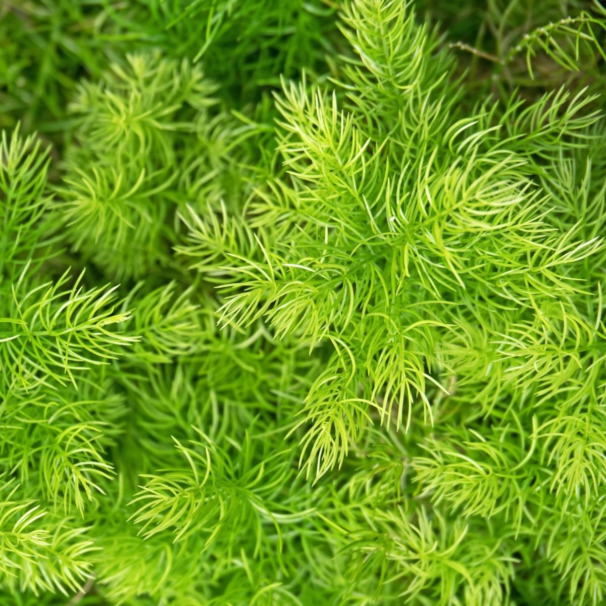 Sprengerův chřest - Asparagus densiflorus Sprengeri - semena chřestu - 12 ks