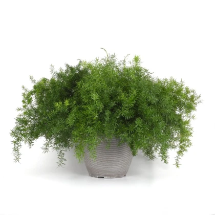 Sprengerův chřest - Asparagus densiflorus Sprengeri - semena chřestu - 12 ks