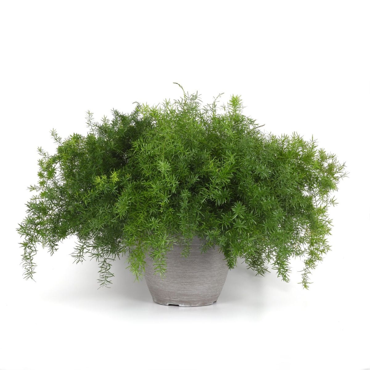 Sprengerův chřest - Asparagus densiflorus Sprengeri - semena chřestu - 12 ks