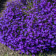 Lobelka drobná Crystal Palace - Lobelia erinus - semena lobelky - 1000 ks