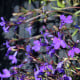 Lobelka drobná Crystal Palace - Lobelia erinus - semena lobelky - 1000 ks