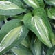 Bohyška - Hosta Snake Eyes - hlízy bohyšky - 1 ks