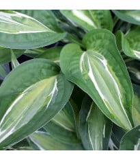 Bohyška - Hosta Snake Eyes - hlízy bohyšky - 1 ks