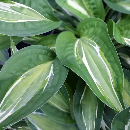 Bohyška - Hosta Snake Eyes - hlízy bohyšky - 1 ks